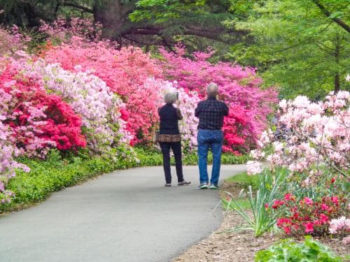 Biltmore Blooms Azaleas