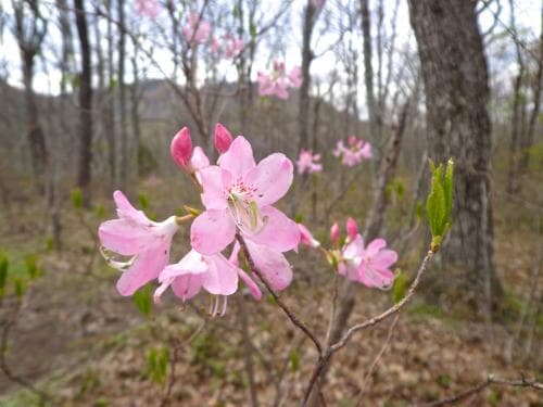 Wildflowers Wildflowers