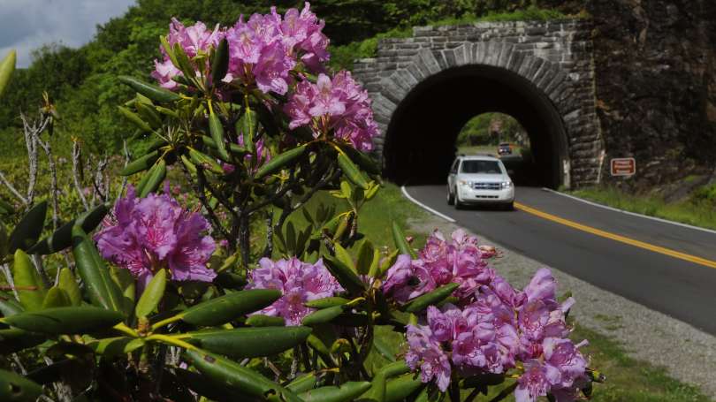 Flowers along the highway in Asheville, NC. Flowers along the highway in Asheville, NC.