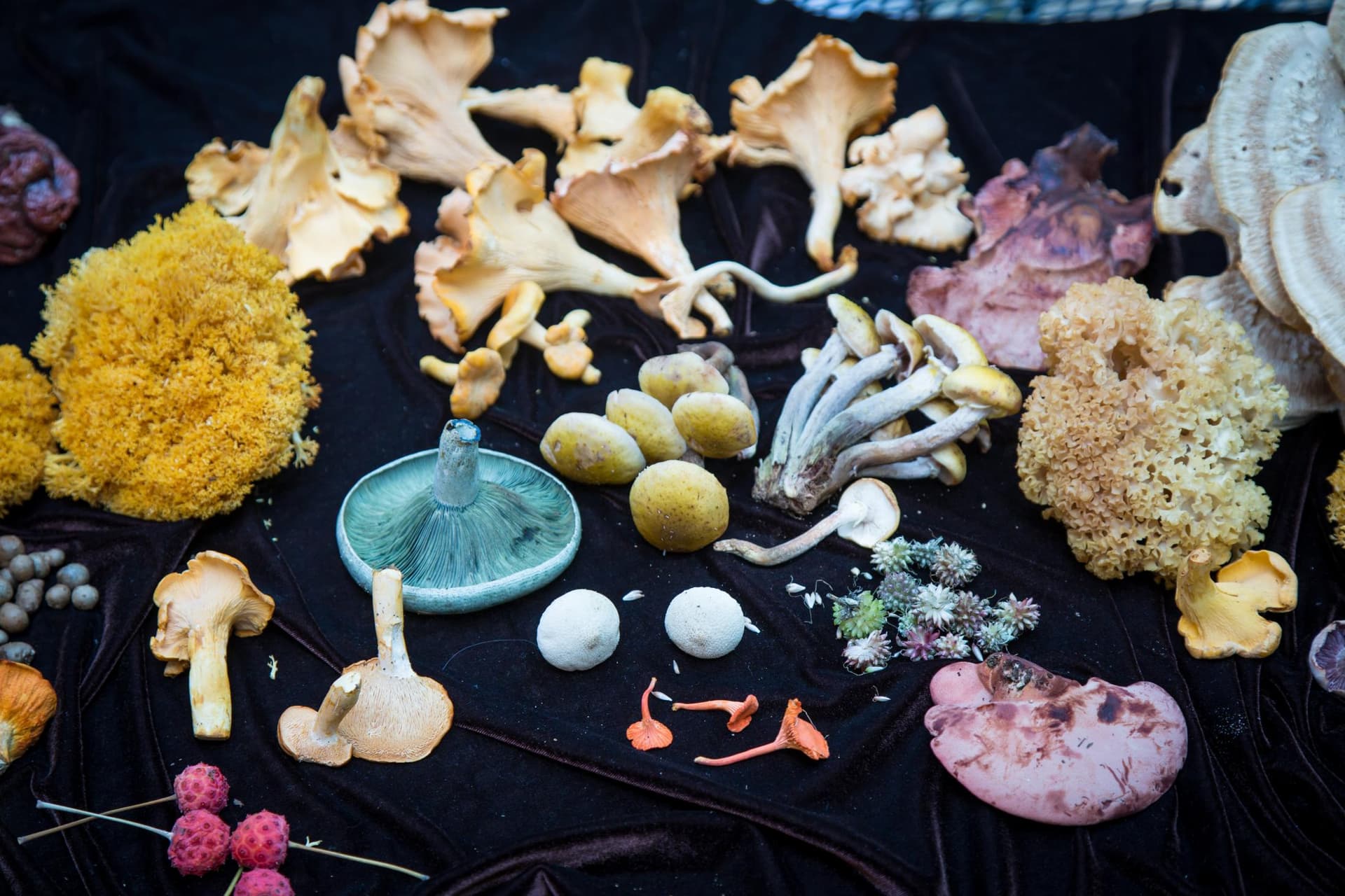 Foraged finds by No Taste Like Home in Asheville, photo by Jared Kay Foraged finds by No Taste Like Home in Asheville, photo by Jared Kay