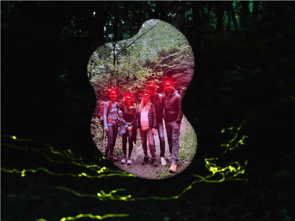 Four hikers wearing red-lens headlamps stand on a forest trail at night, surrounded by the glowing trails of Blue Ghost fireflies in the forests of Western North Carolina Four hikers wearing red-lens headlamps stand on a forest trail at night, surrounded by the glowing trails of Blue Ghost fireflies in the forests of Western North Carolina