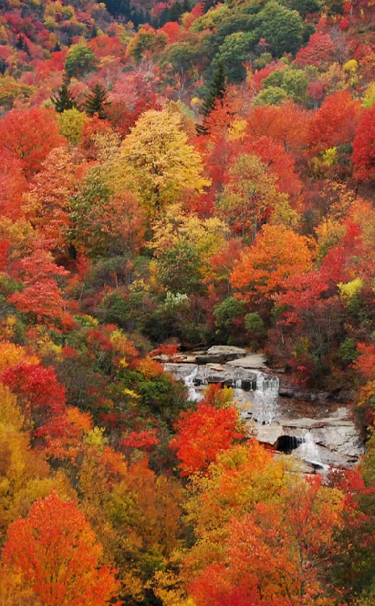 5 Things You Need to Know About Fall in Asheville A creek cascades over rocks amid a sea of trees with fall's oranges and reds in Asheville