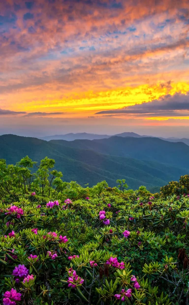 Great Places to View Wildflowers in Asheville The sun rises over blue peaks and a vast green forest