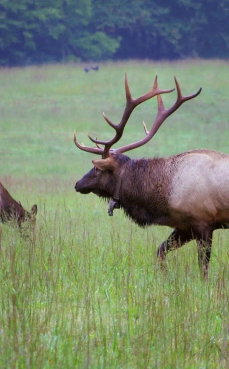 An Evening with the Elk Two elk graze in a field in Asheville
