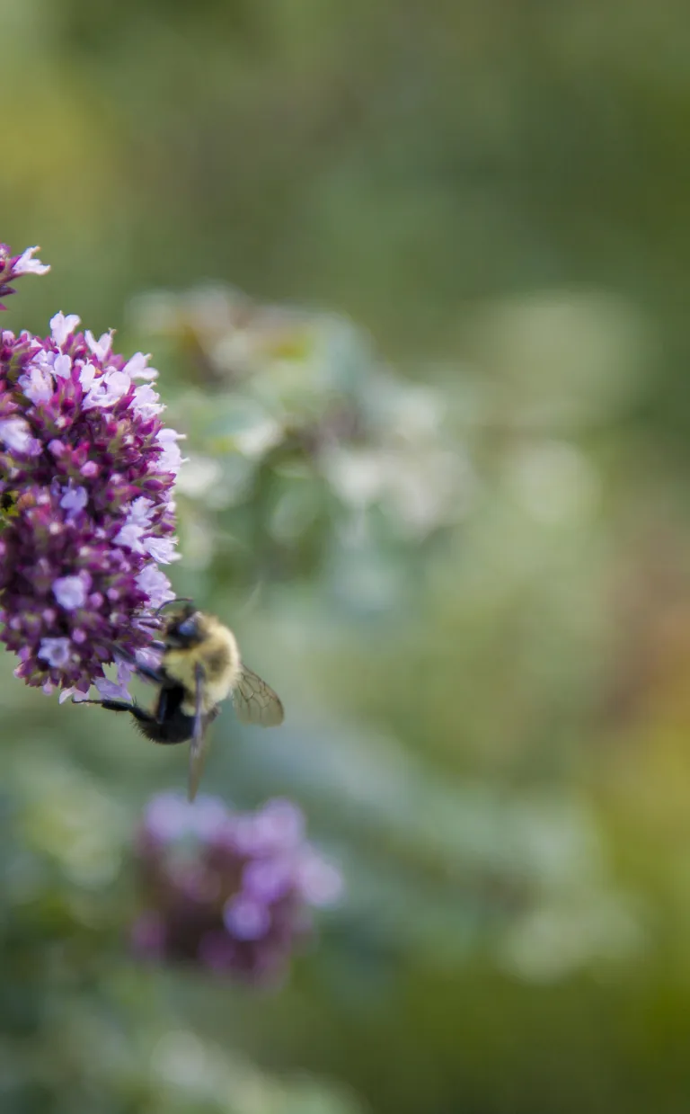 Asheville, NC is Bee City USA Bee City USA Asheville NC