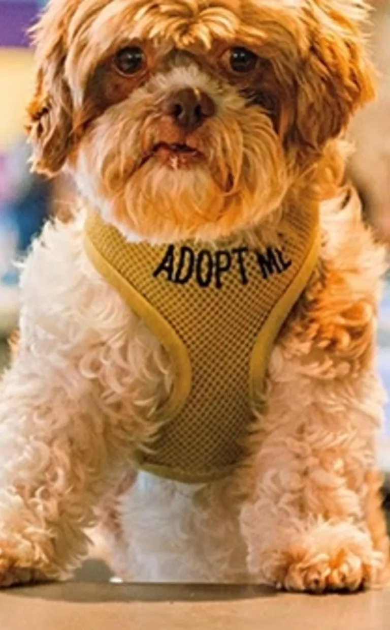 Asheville Hotel Matches Guests with Dogs A dog with an "Adopt Me" harness sits up on a hotel checkin counter with a bell next to it