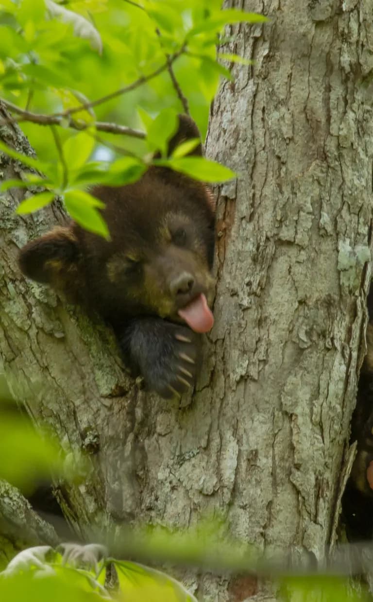 The Bear Necessities Asheville NC The Bear Necessities Asheville NC