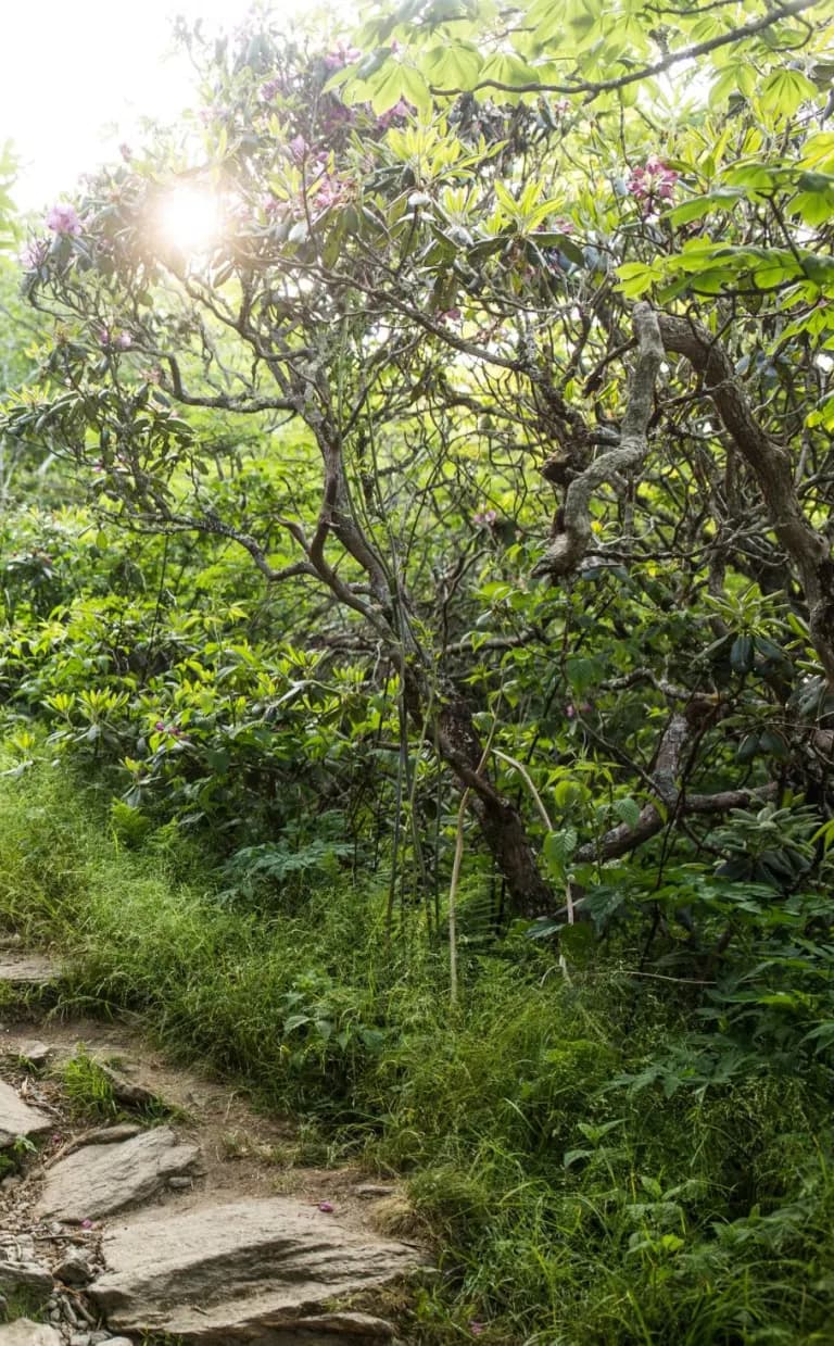 Hiking Craggy Gardens Family on Craggy Gardens Trail