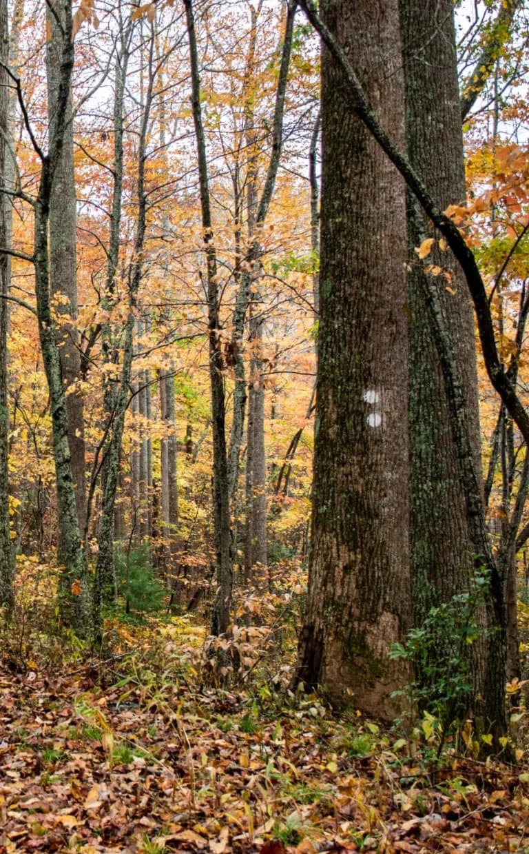 Hard Times Loop Trail Hard Times Trail Asheville
